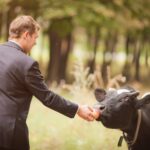 Panna młoda i pan młody na weselu jesienią są w żółtym polu o zachodzie słońca za pasącymi się krowami