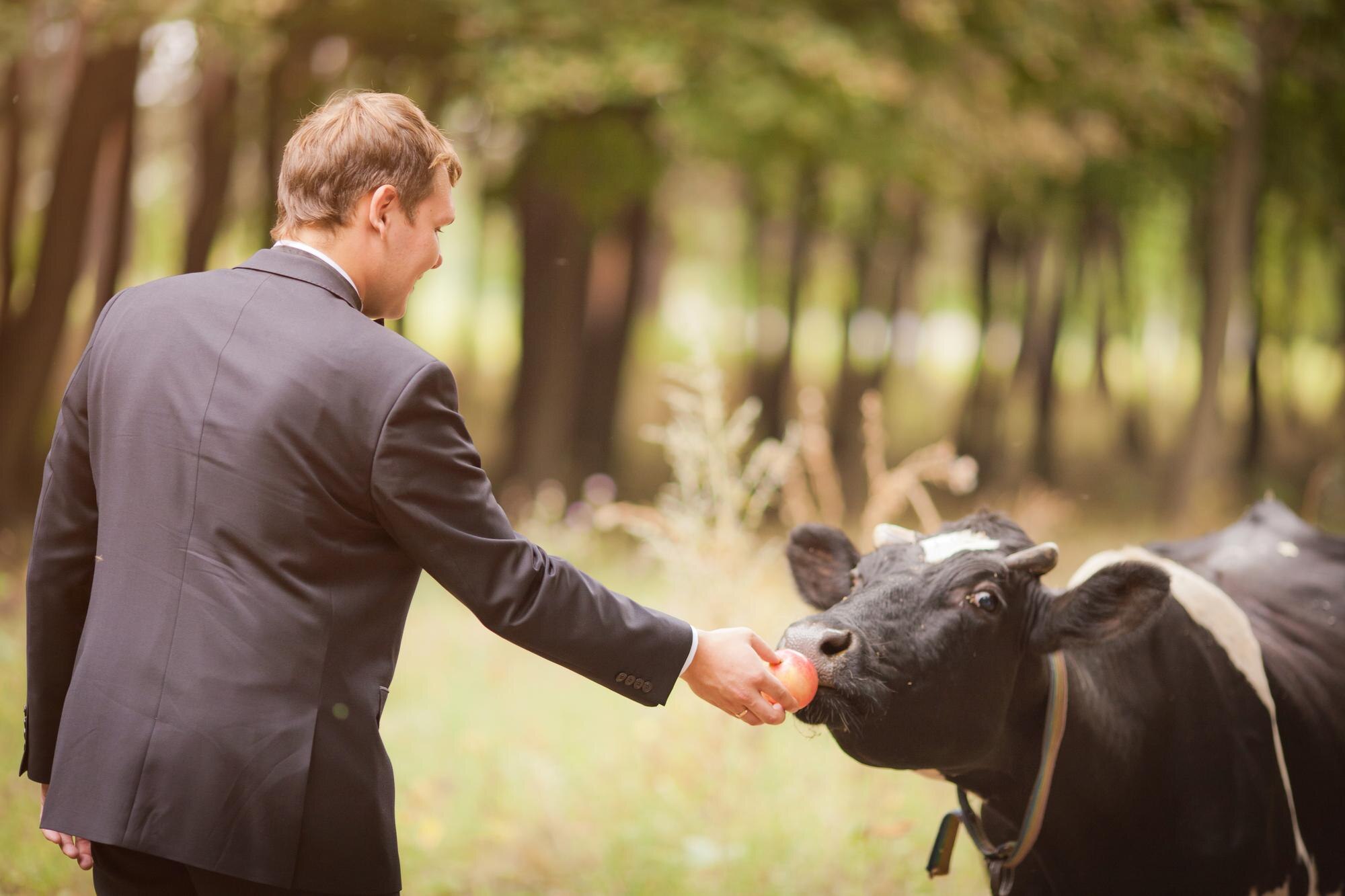 Panna młoda i pan młody na weselu jesienią są w żółtym polu o zachodzie słońca za pasącymi się krowami