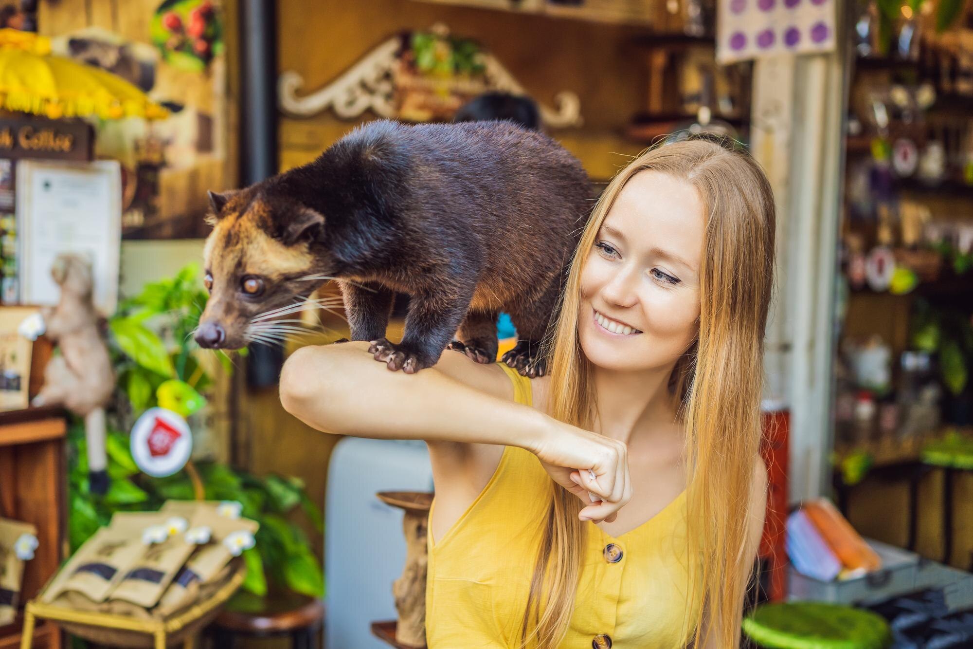 Młoda kobieta z kawą musang producent kopi luwak wyspa Bali